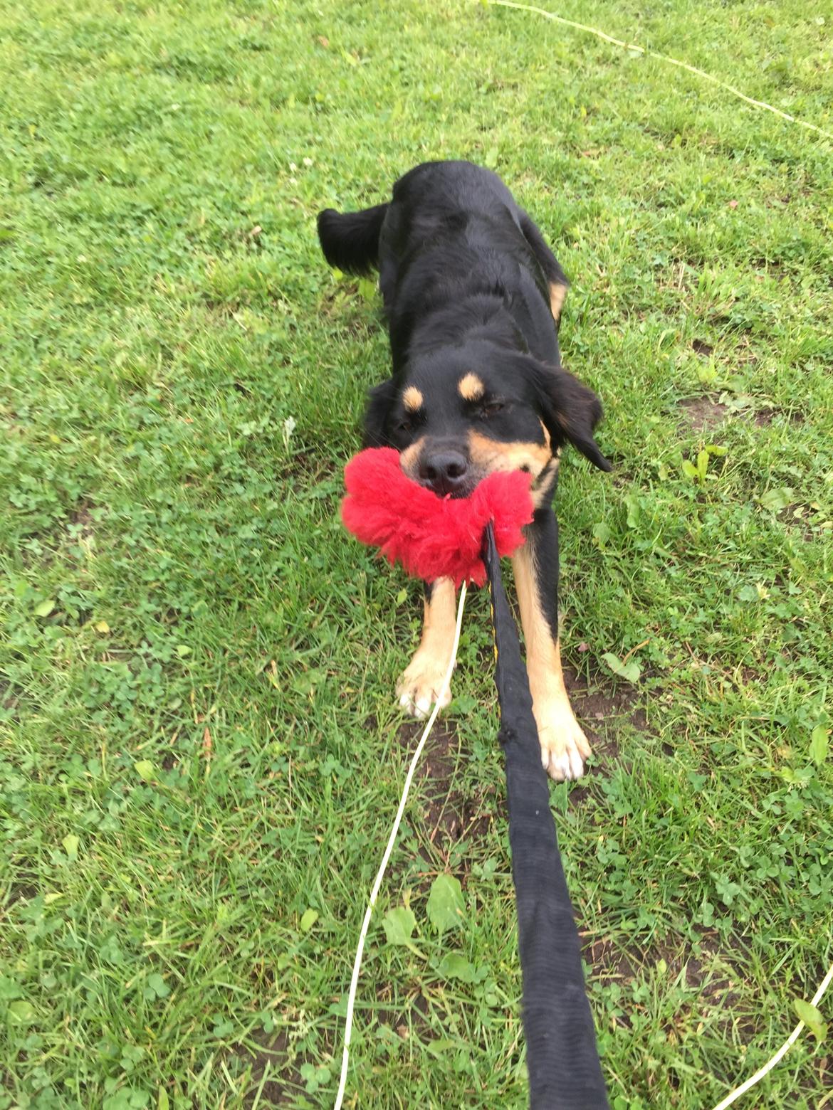 Blanding af racer Simba billede 3