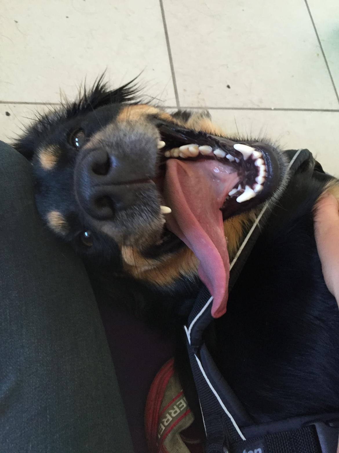 Blanding af racer Simba billede 4