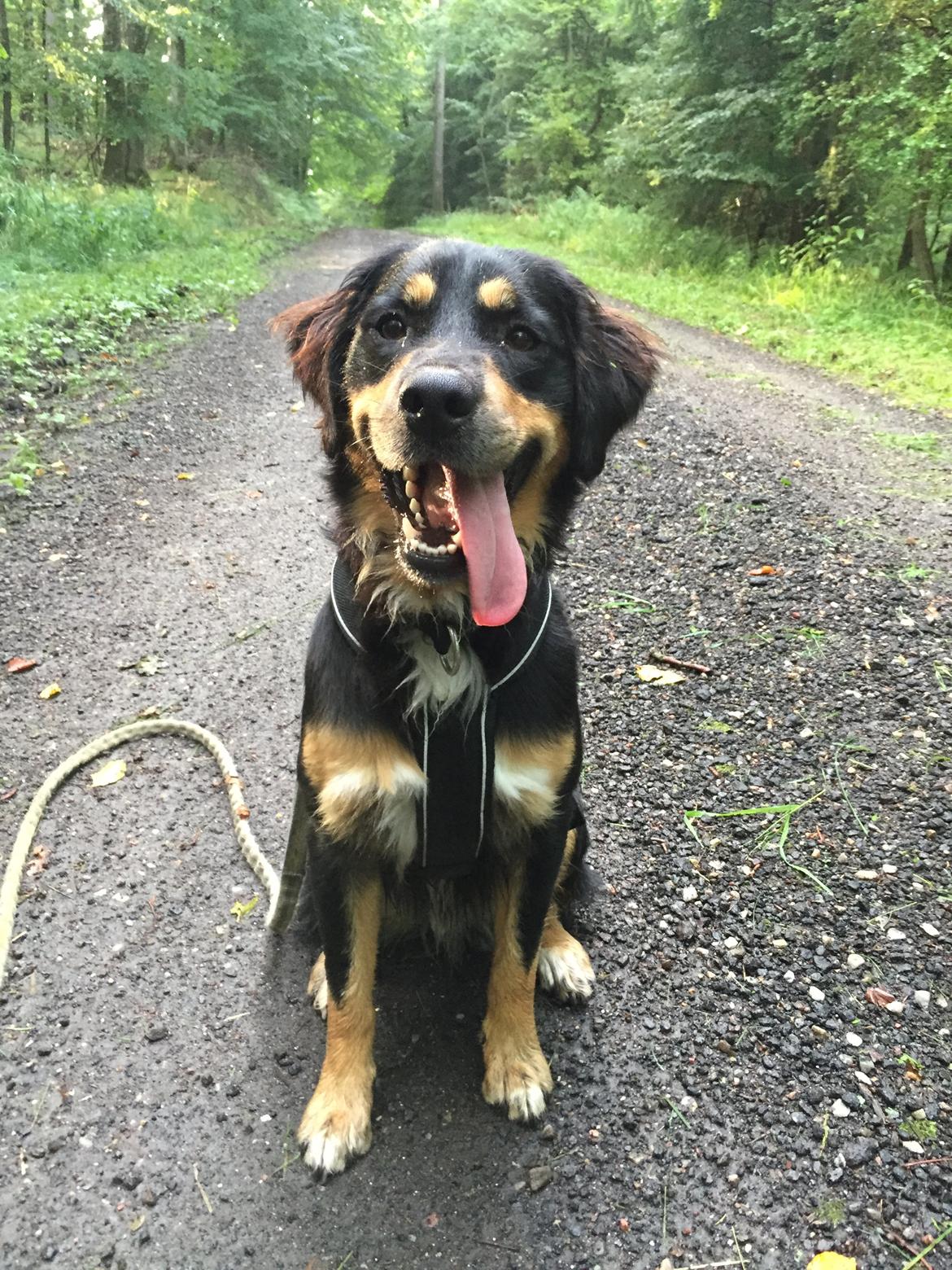 Blanding af racer Simba billede 5