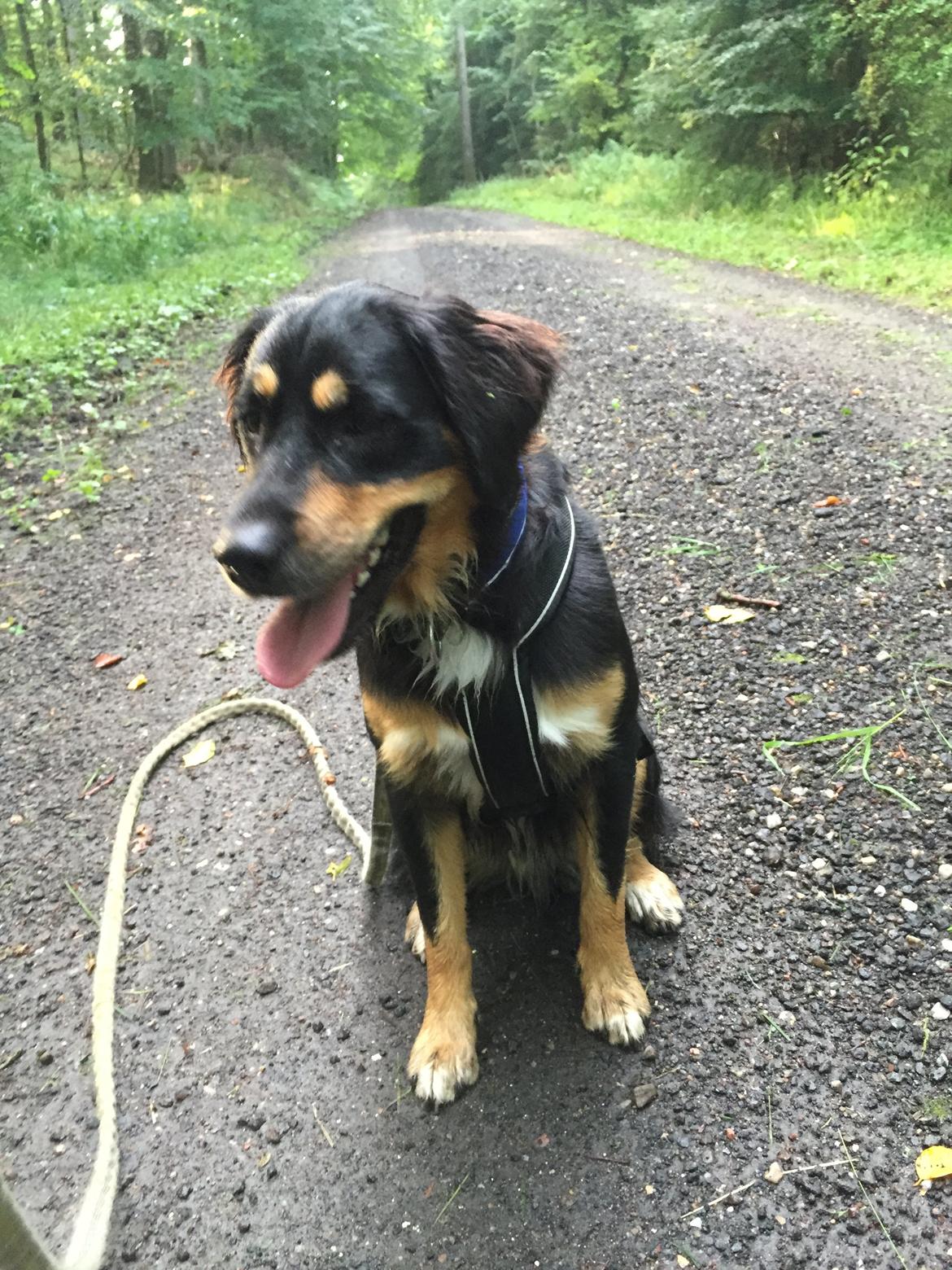 Blanding af racer Simba billede 6