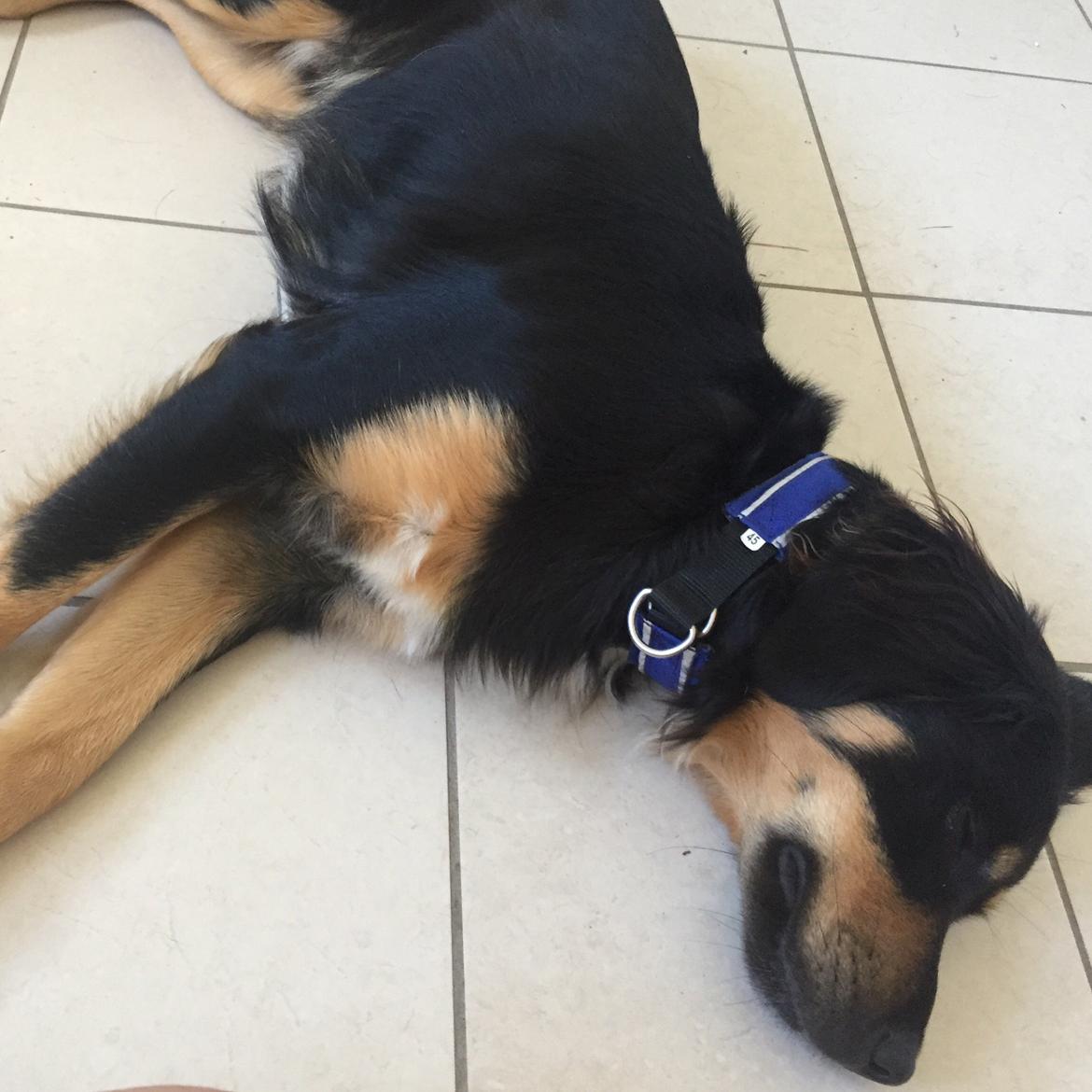 Blanding af racer Simba billede 7