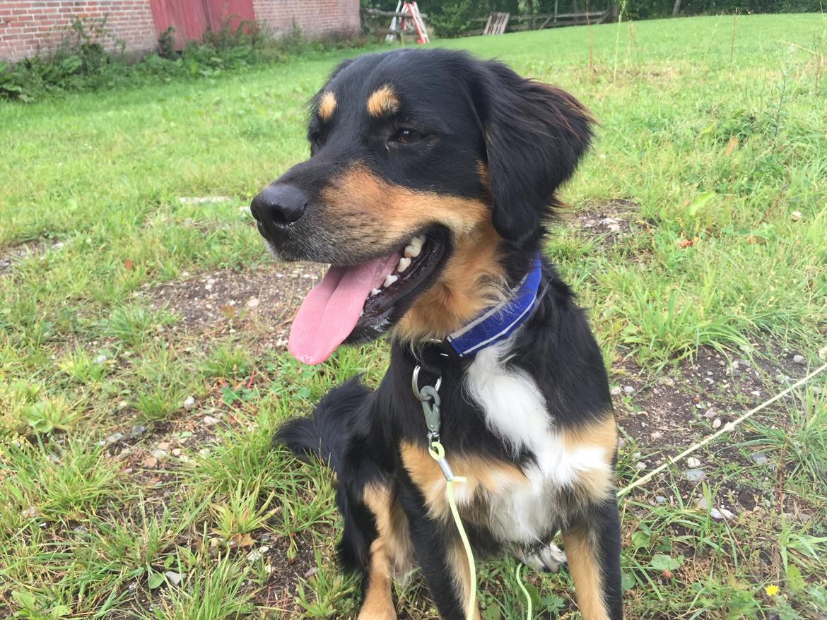 Blanding af racer Simba billede 2