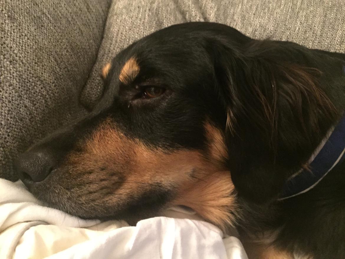 Blanding af racer Simba billede 8