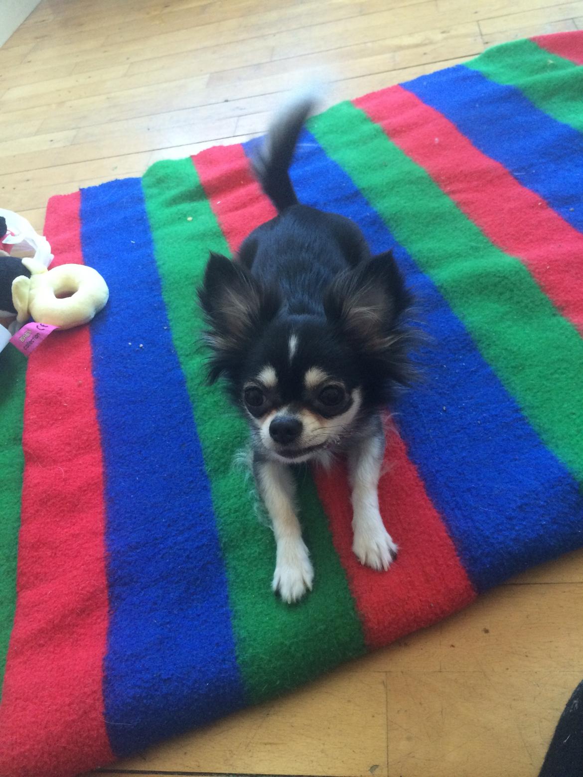 Chihuahua Lucy  billede 3