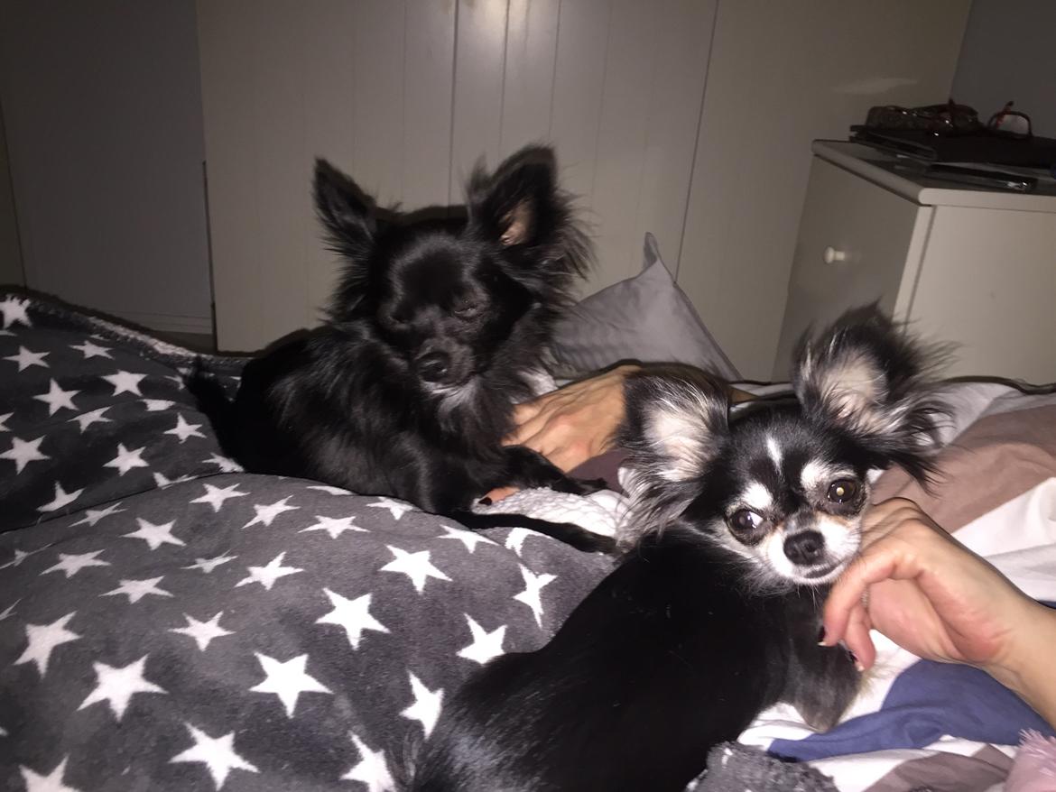 Chihuahua Lucy  - Lucy og Ciba  billede 2