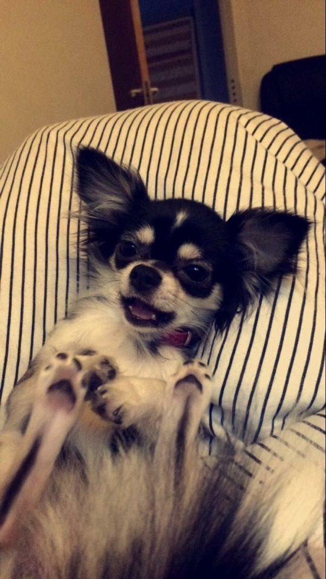 Chihuahua Lucy  billede 4