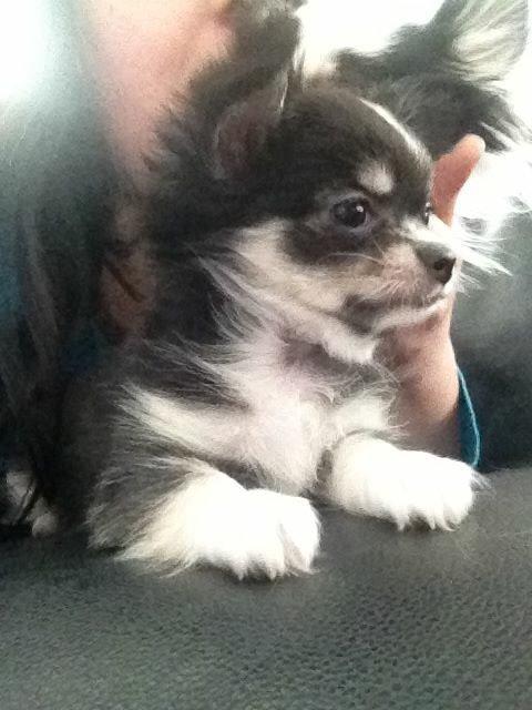 Chihuahua Lucy  - Lucy som hvalp  billede 6