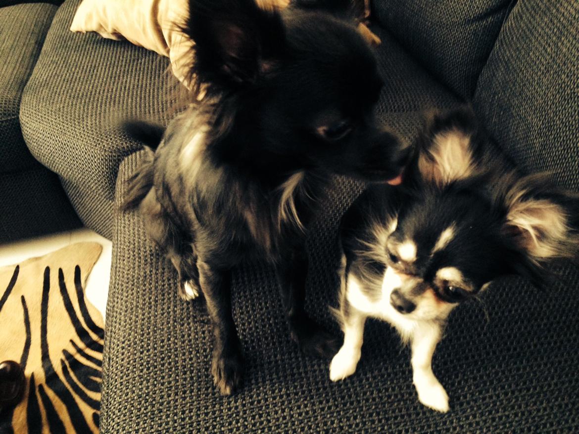 Chihuahua Lucy  - Lucy med sin bedste ven Ciba  billede 7