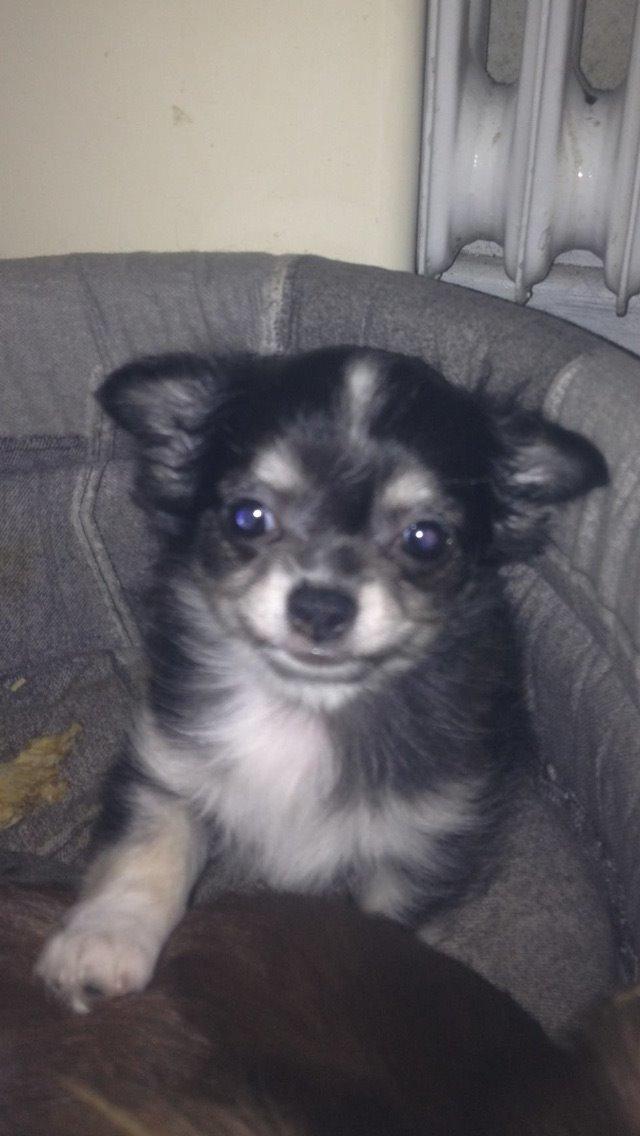 Chihuahua Lucy  - Lille baby Lu :) billede 9