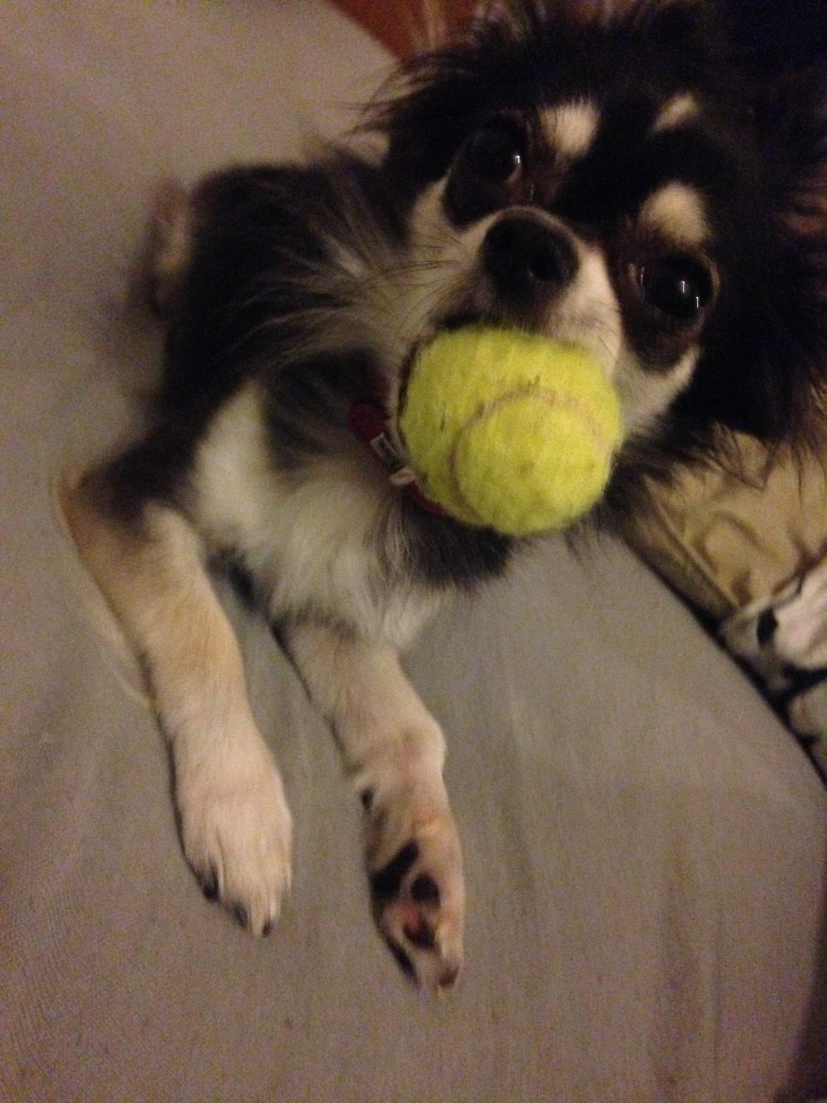 Chihuahua Lucy  billede 5