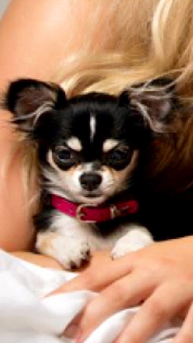 Chihuahua Lucy  - Lucy var så dygtig til fotoshoot :) billede 8