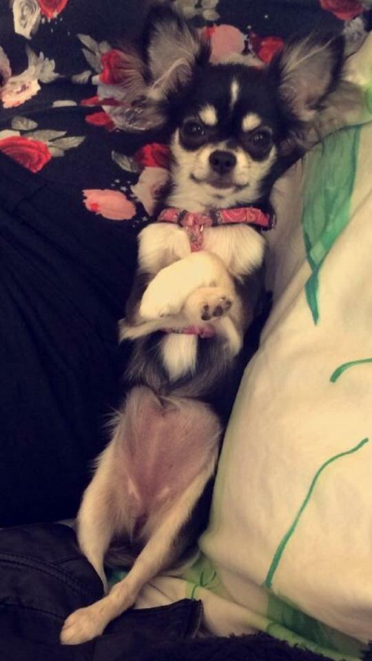 Chihuahua Lucy  - Hun står ofte sådan, tossede lille kræ :p billede 11