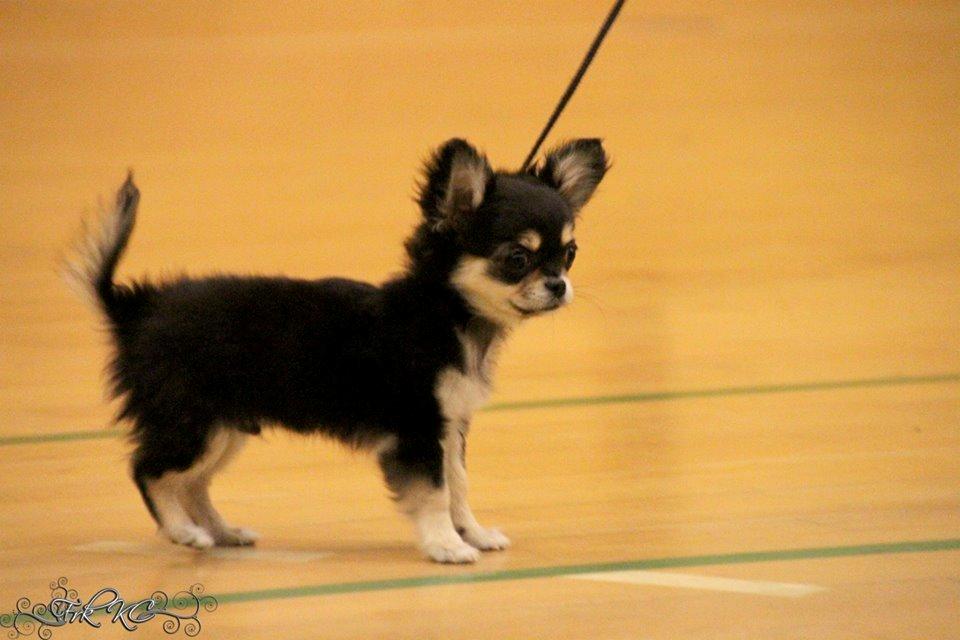 Chihuahua Amazing Black Jack *Elvis* billede 1