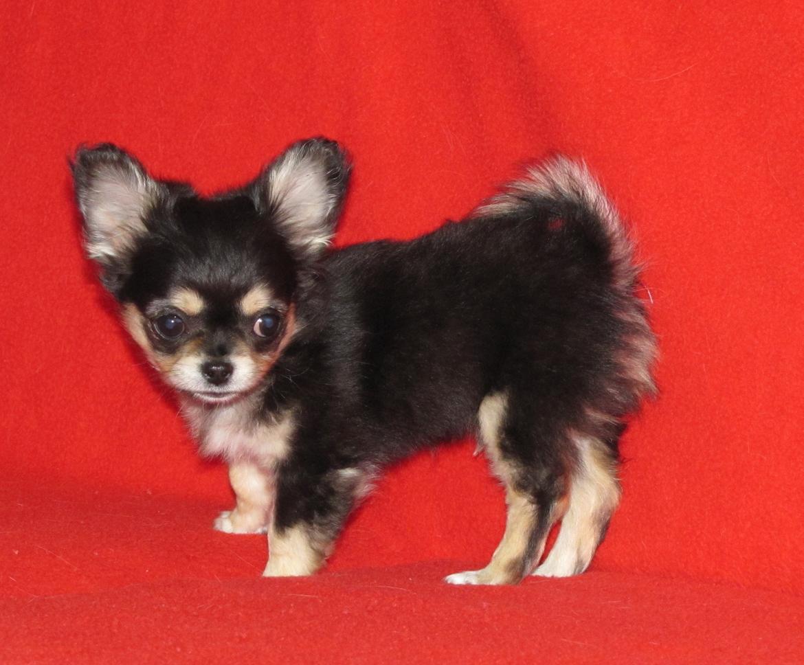 Chihuahua Amazing Black Jack *Elvis* billede 3