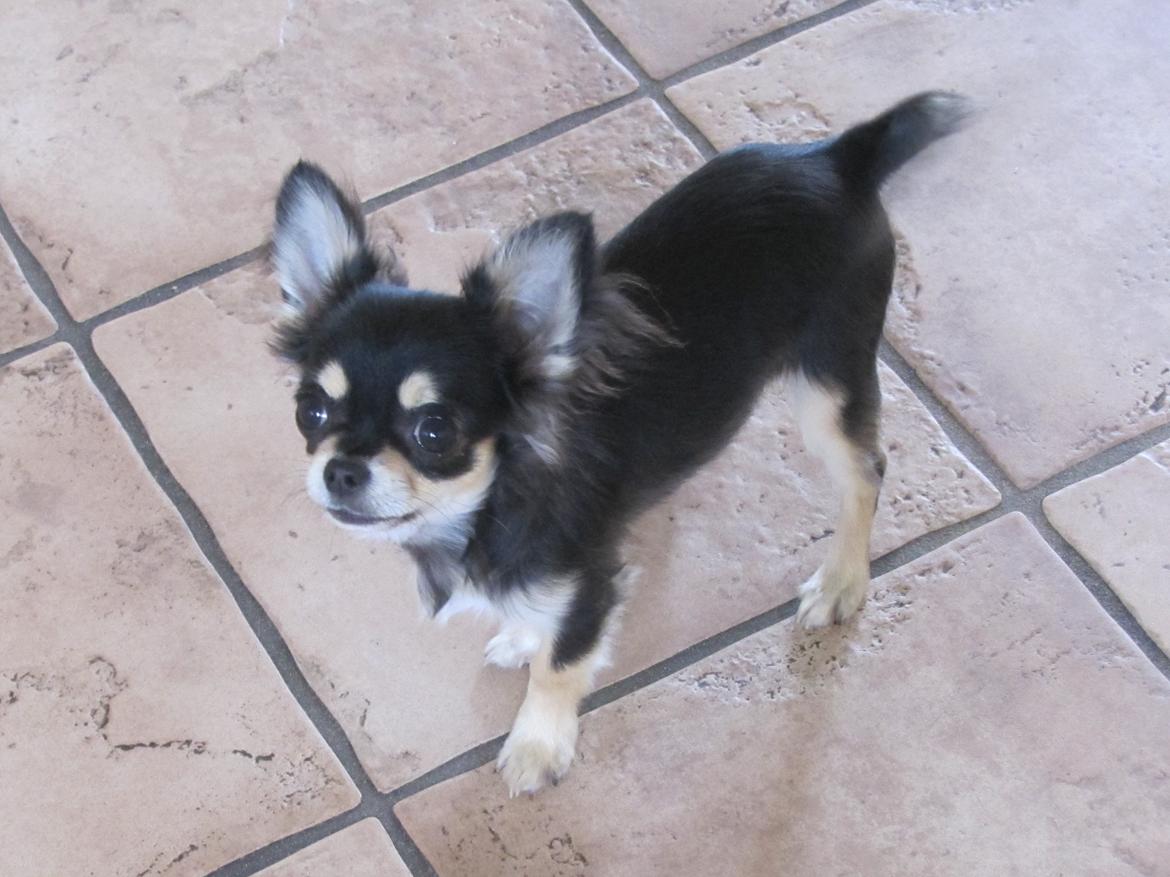 Chihuahua Amazing Black Jack *Elvis* billede 5