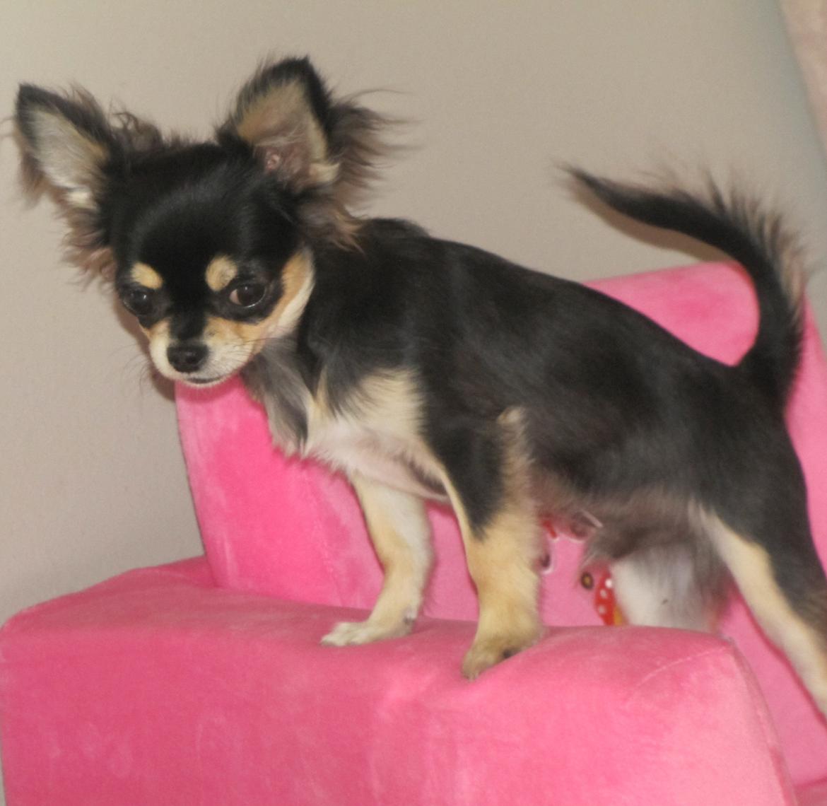 Chihuahua Amazing Black Jack *Elvis* billede 6