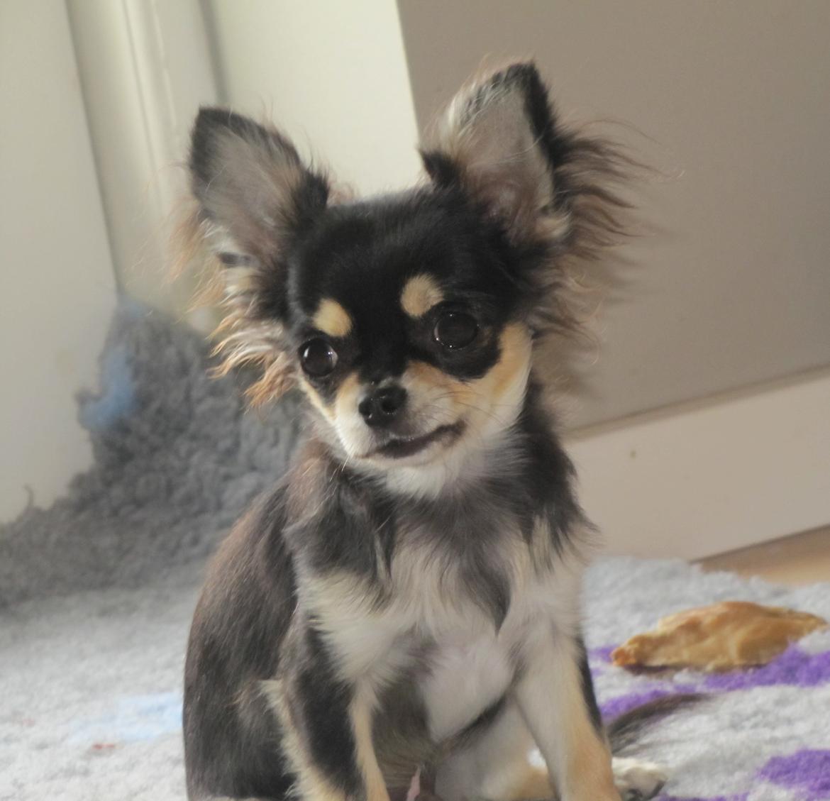 Chihuahua Amazing Black Jack *Elvis* billede 7