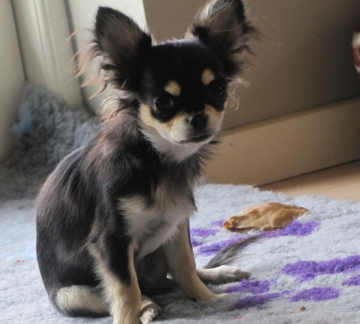 Chihuahua Amazing Black Jack *Elvis* billede 8