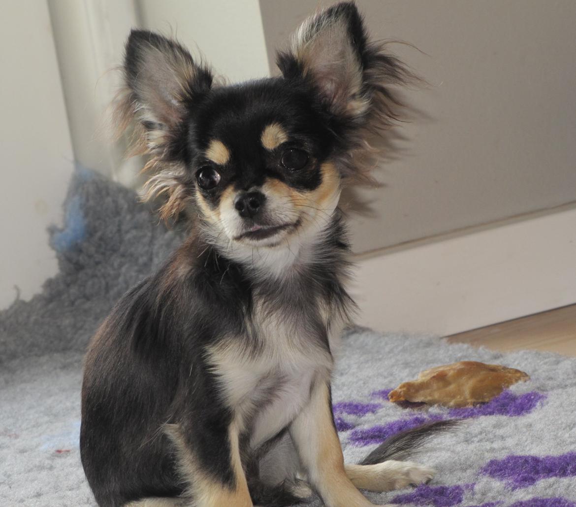 Chihuahua Amazing Black Jack *Elvis* billede 9