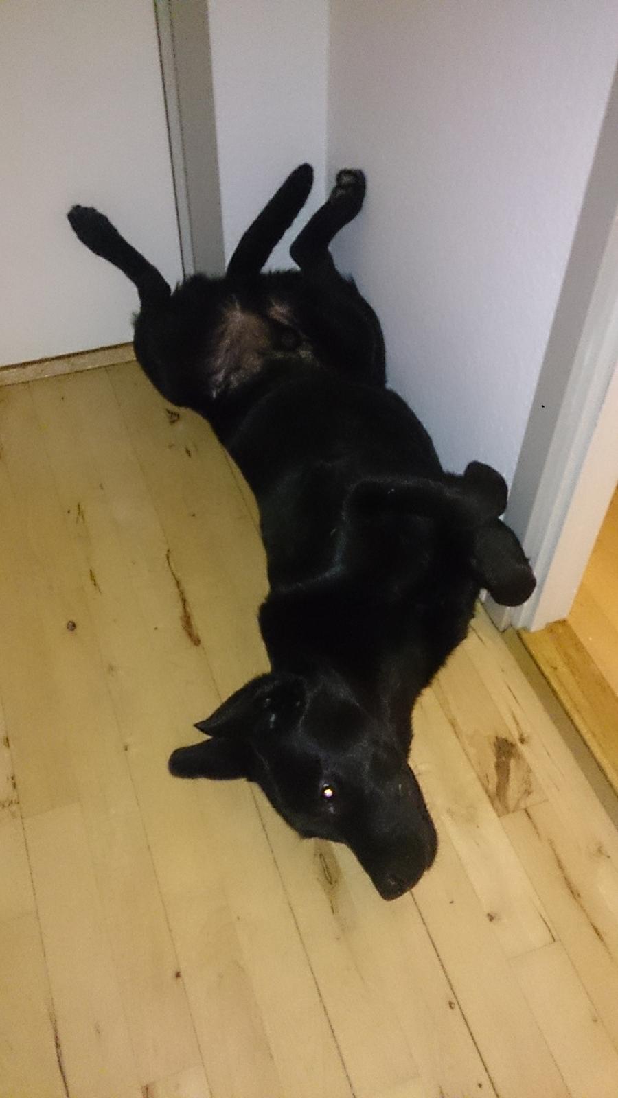Labrador retriever Lab Kenholm Saint Louis blues (Kaldet Mickey) billede 20