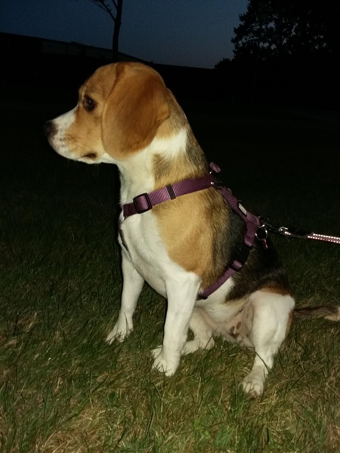 Beagle Bella billede 11