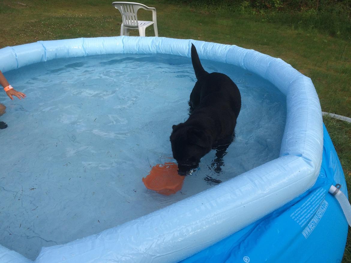 Labrador retriever Bella billede 24