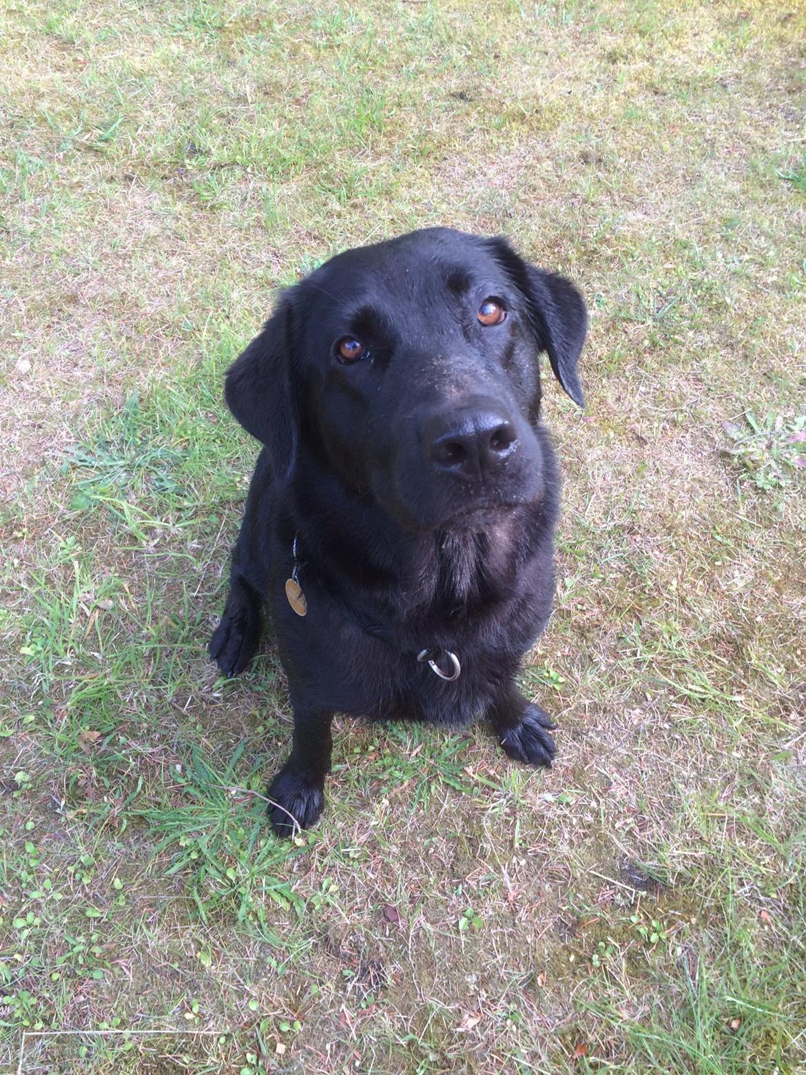 Labrador retriever Bella billede 23