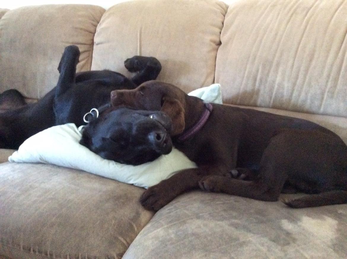 Labrador retriever Bella billede 25