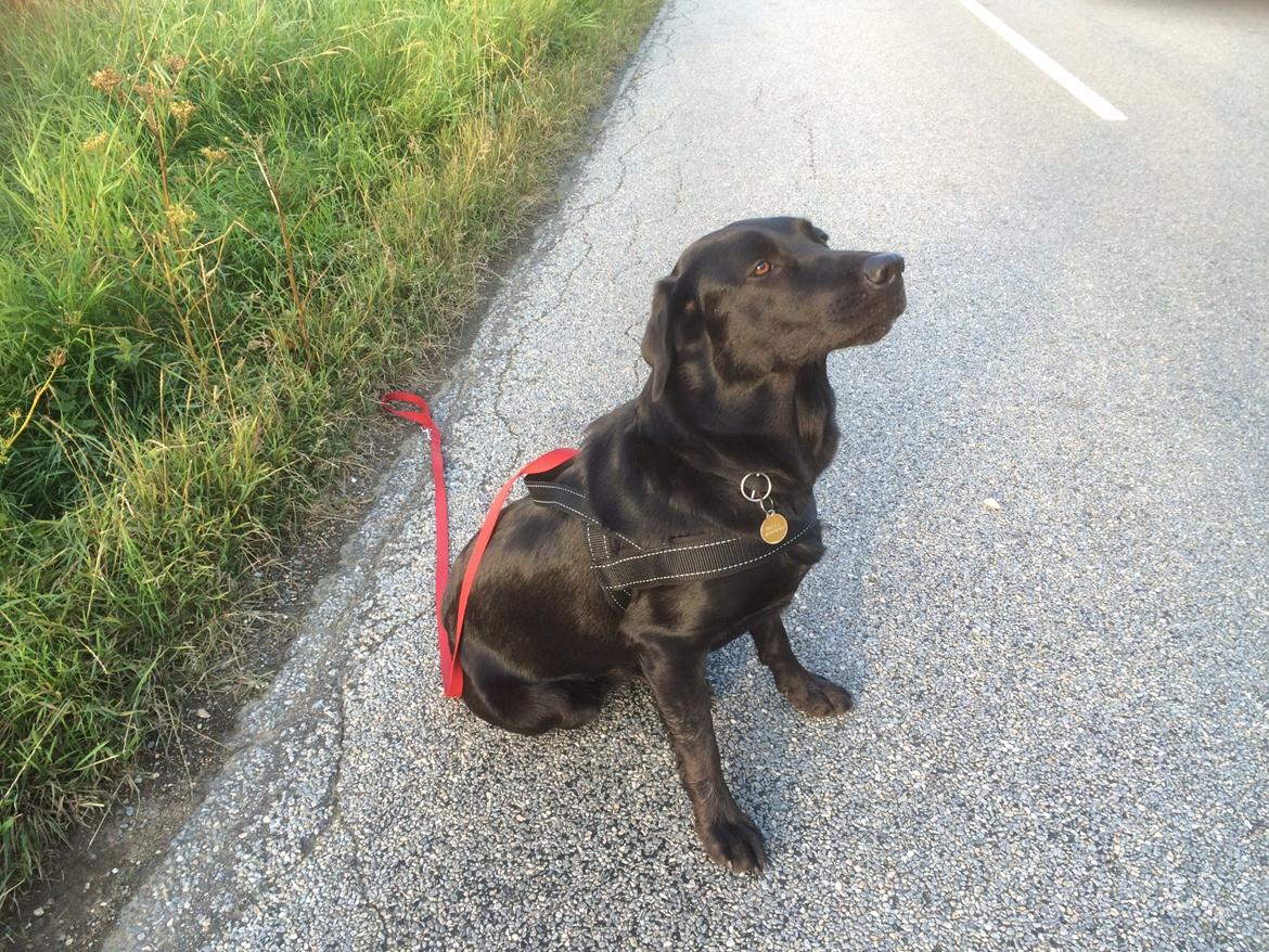 Labrador retriever Bella billede 26