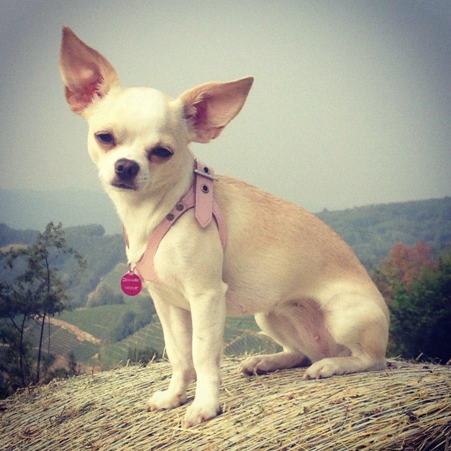 Chihuahua Dee Kay Excellent Eja (Minnie) billede 20