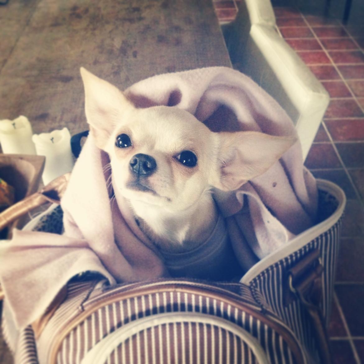 Chihuahua Dee Kay Excellent Eja (Minnie) billede 22