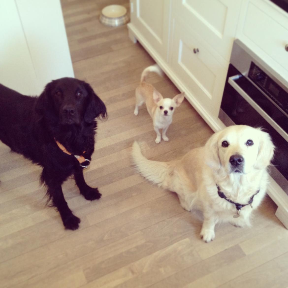 Chihuahua Dee Kay Excellent Eja (Minnie) billede 21