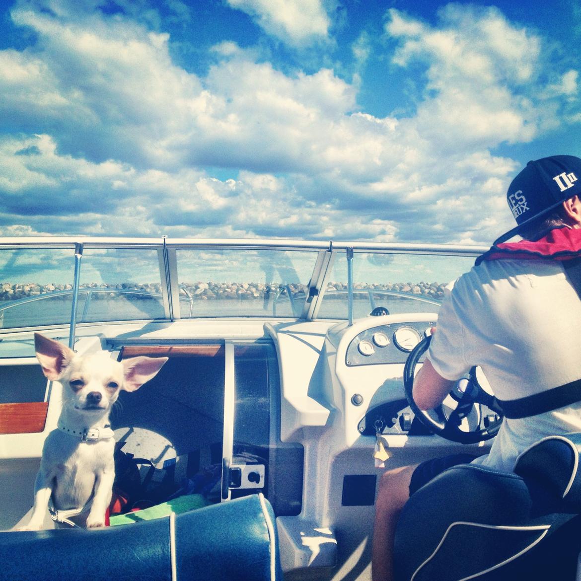 Chihuahua Dee Kay Excellent Eja (Minnie) billede 23