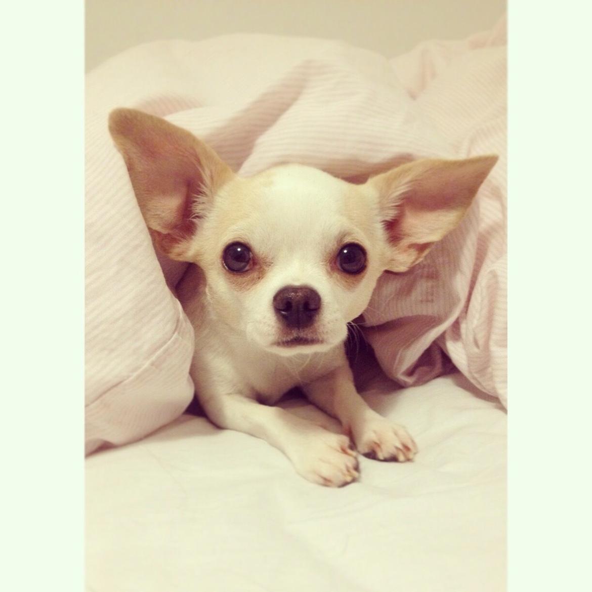 Chihuahua Dee Kay Excellent Eja (Minnie) billede 25