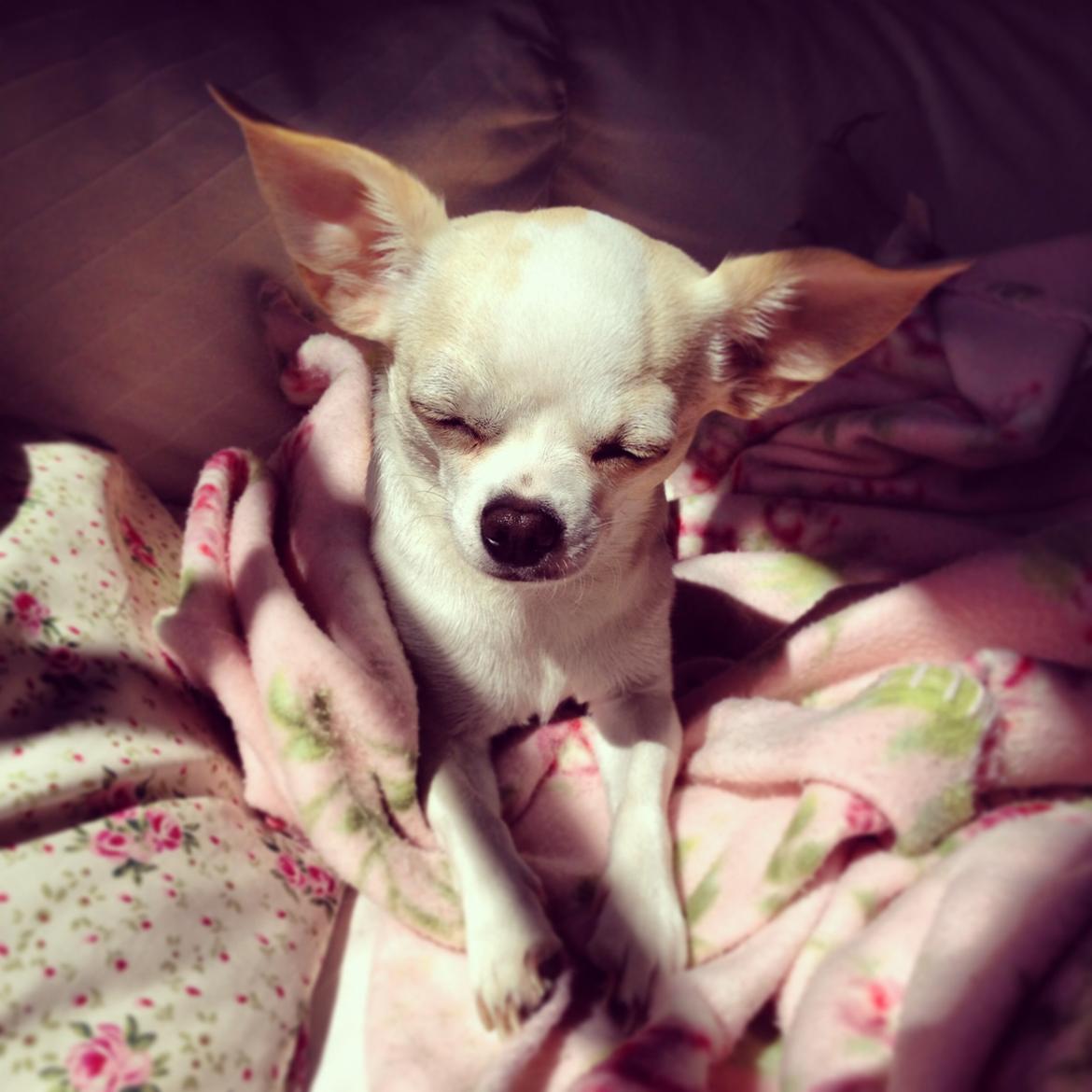 Chihuahua Dee Kay Excellent Eja (Minnie) billede 24