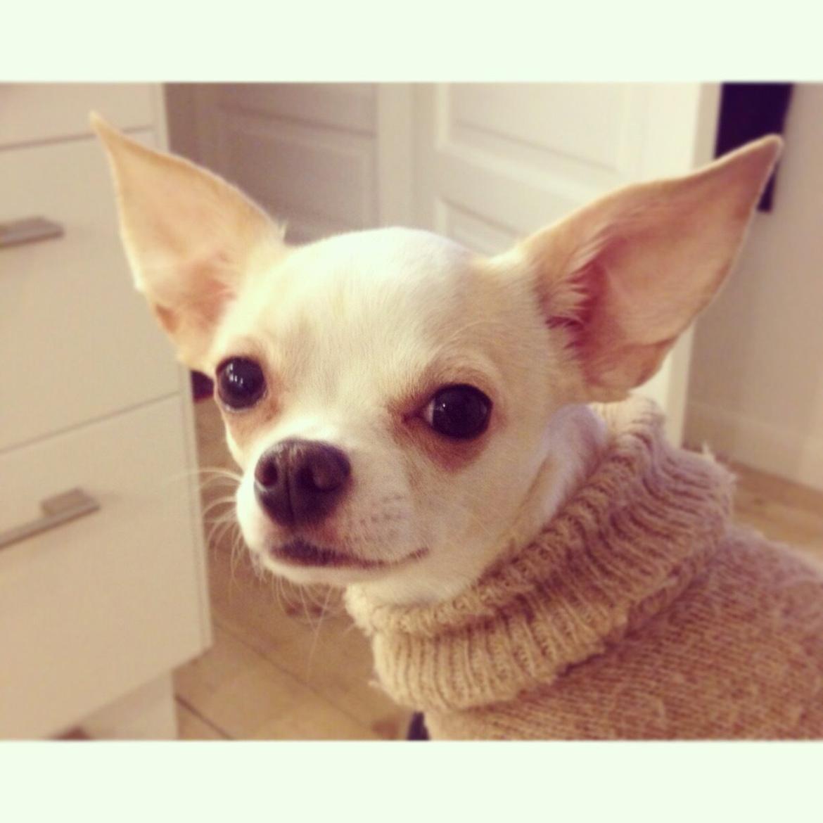 Chihuahua Dee Kay Excellent Eja (Minnie) billede 27