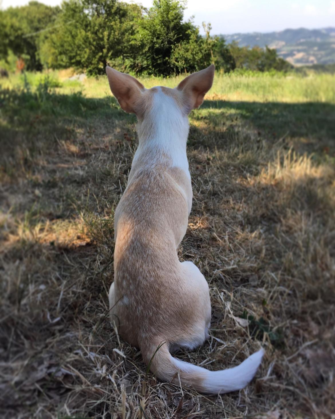 Chihuahua Dee Kay Excellent Eja (Minnie) billede 28