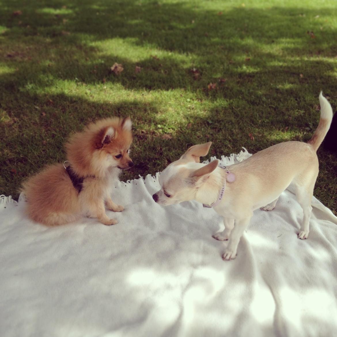 Chihuahua Dee Kay Excellent Eja (Minnie) billede 26