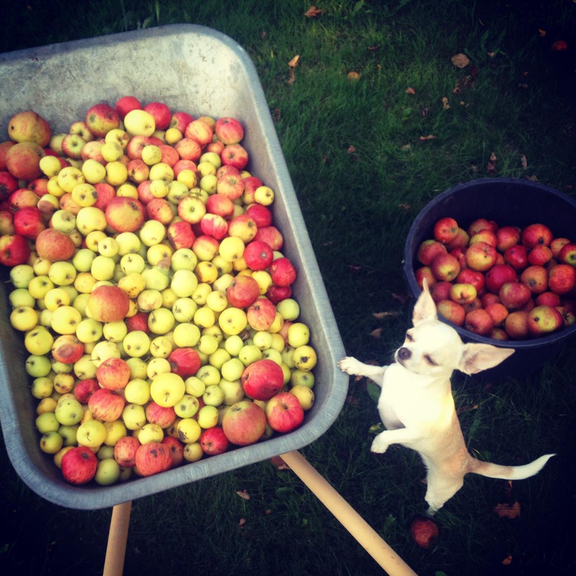 Chihuahua Dee Kay Excellent Eja (Minnie) billede 29