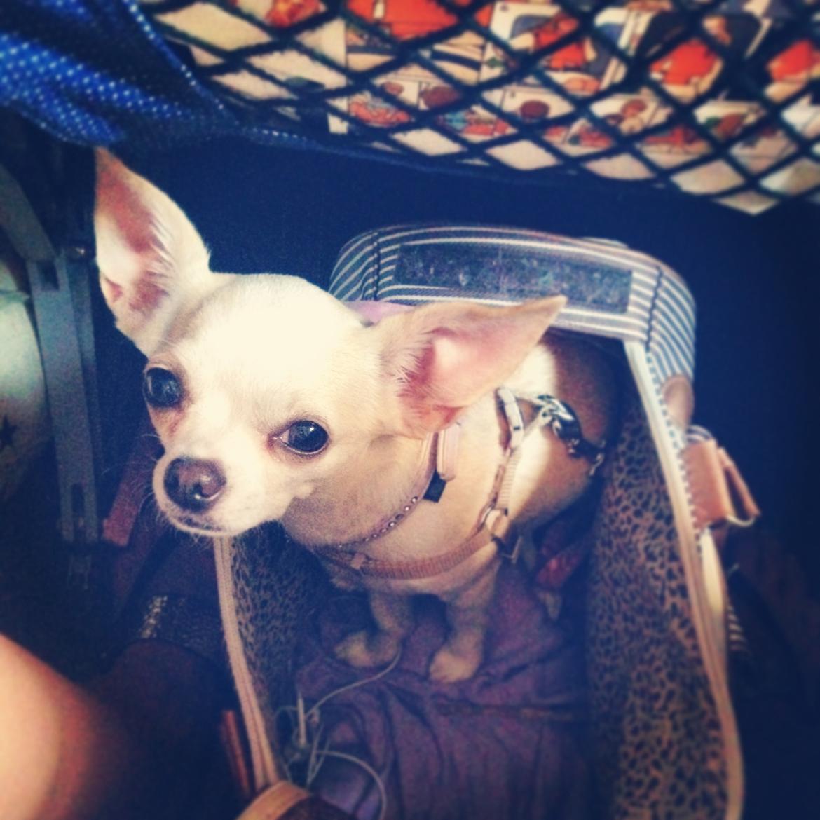 Chihuahua Dee Kay Excellent Eja (Minnie) billede 31