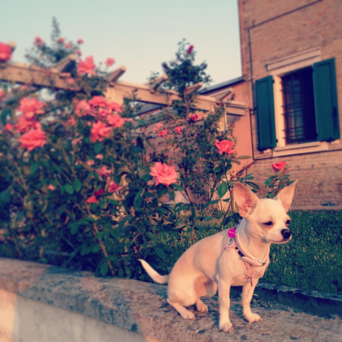 Chihuahua Dee Kay Excellent Eja (Minnie) billede 30