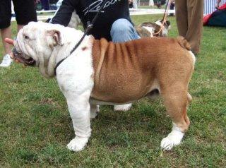 Engelsk bulldog Nala R.i.p D 22/7-2017 - Nalas far billede 16