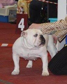 Engelsk bulldog Nala R.i.p D 22/7-2017 - Nalas mor billede 17