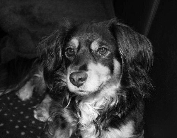 Blanding af racer Vaks billede 12