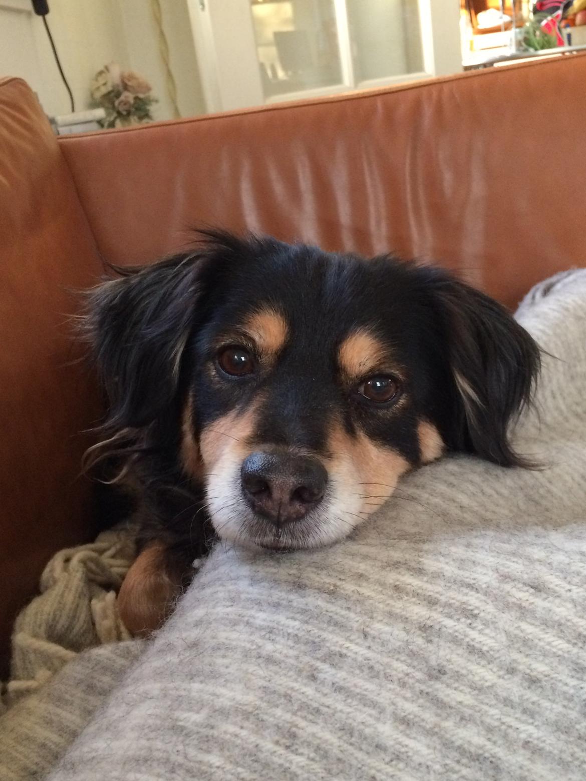 Blanding af racer Vaks billede 13