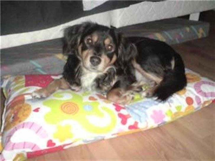 Blanding af racer Vaks billede 1