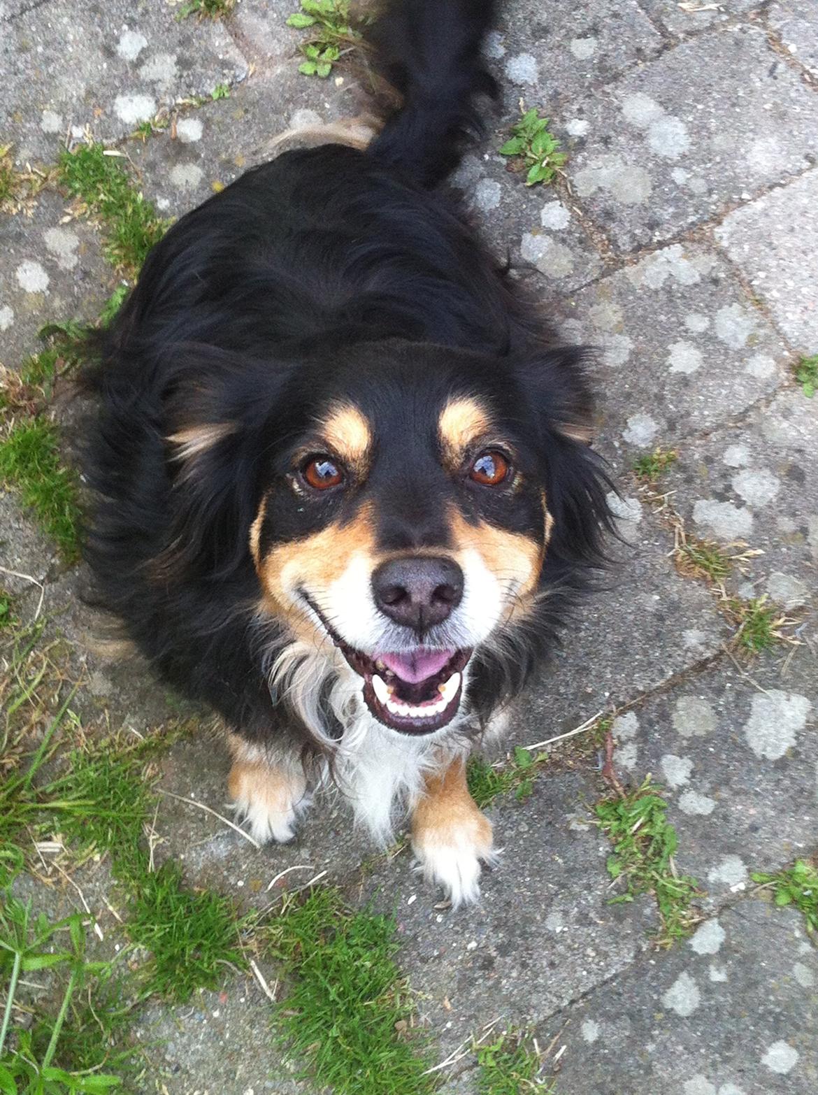 Blanding af racer Vaks billede 14