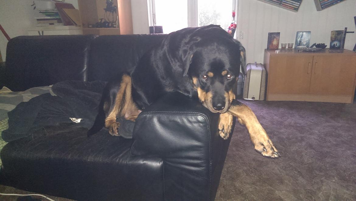 Rottweiler Von Hause Nomis Irina (Kikki) billede 1