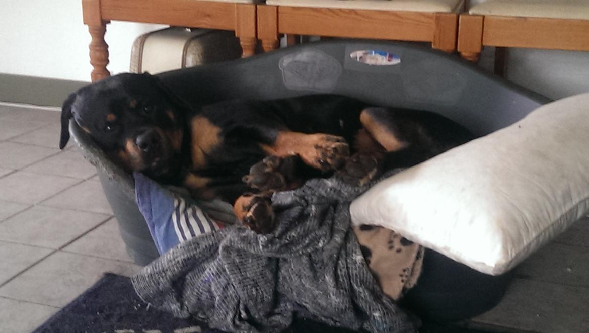 Rottweiler Von Hause Nomis Irina (Kikki) billede 2