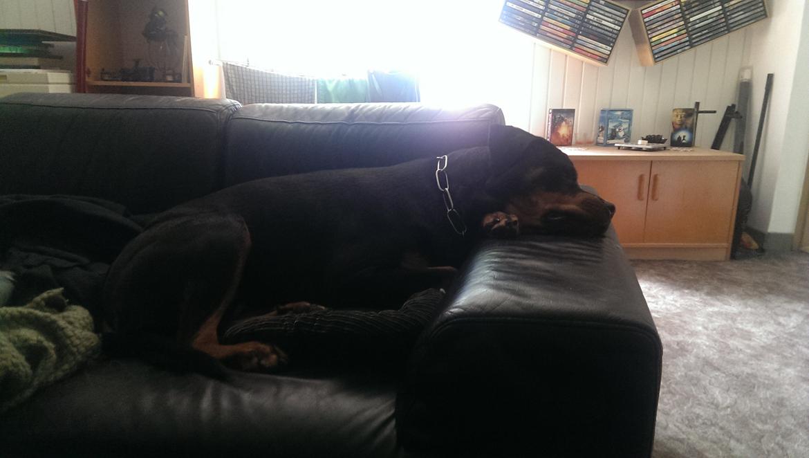 Rottweiler Von Hause Nomis Irina (Kikki) billede 3